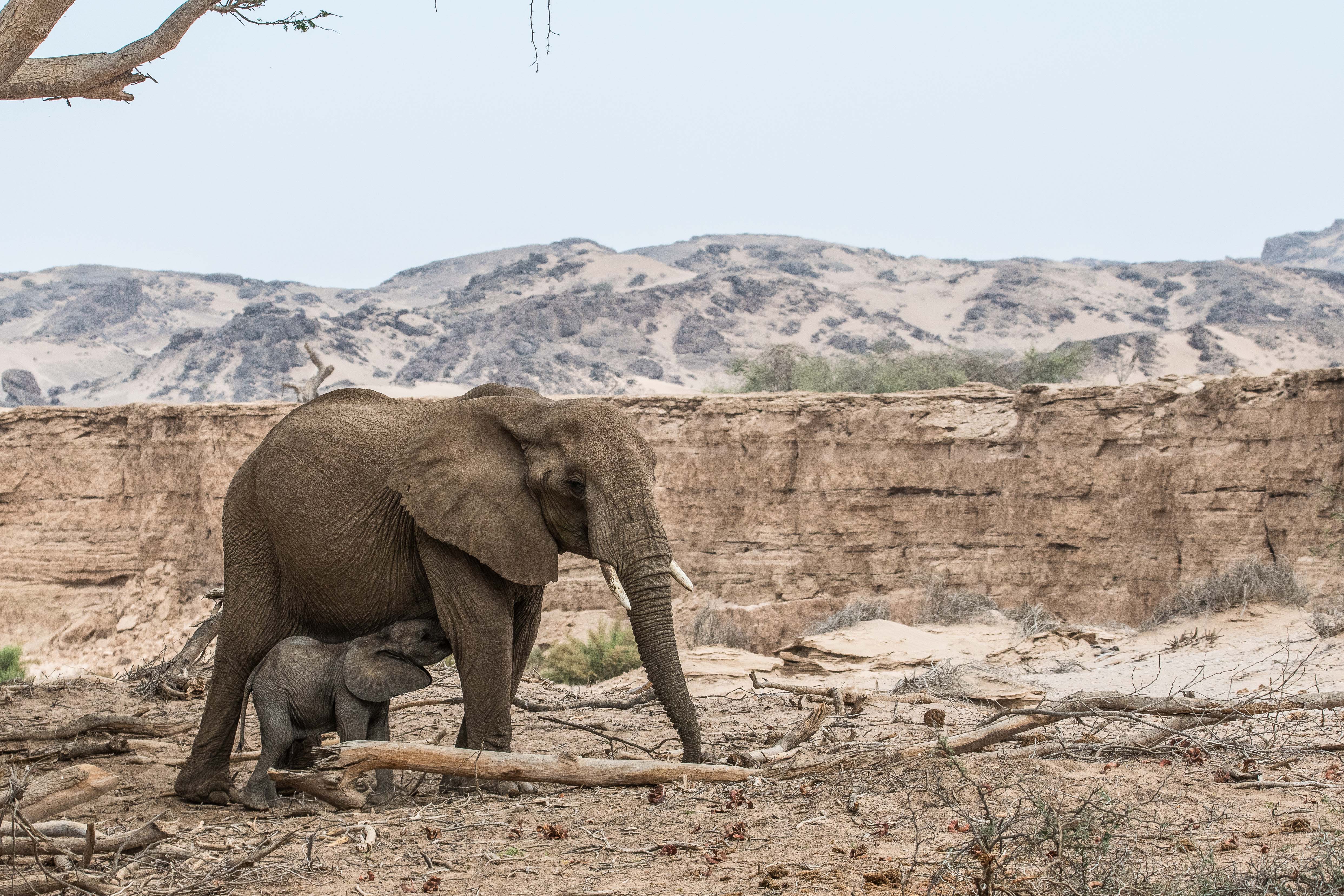 Eléphants du désert (Desert-adapted elephants, Loxodonta africana), femelle adulte allaitant son éléphanteau dans le lit de la rivière Hoanib alors à sec, Kaokoland, Région de Kunene, Namibie.